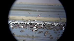 Shorebirds feeding at Lake MacLeod Banded Stilts, Red-necked Avocets, Curlew Sandpipers, Sharp-tailed Sandpipers and Red-necked Stints